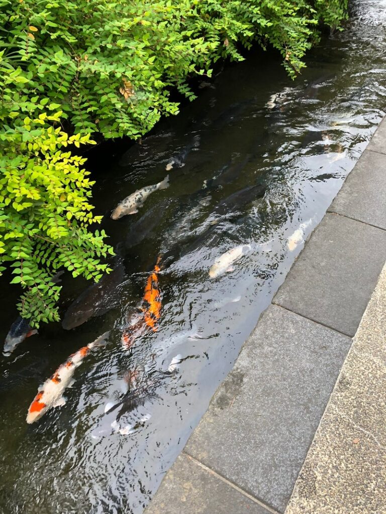 水路に泳ぐ鯉